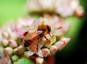 Bees Being Used Fight Poverty.