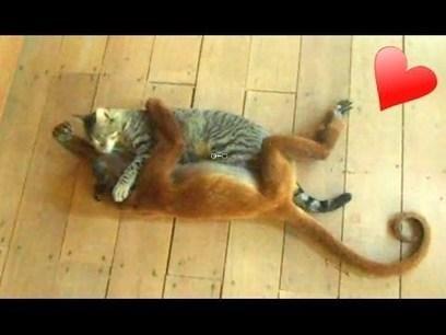 Animals Loving Other Animals Compilation 2014