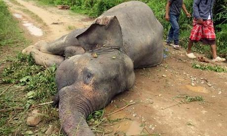 Poison feared as seven Sumatran elephants found dead