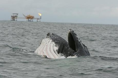 Whales and Human-Related Activities Overlap in African Waters