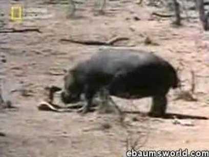 Hippo saves another animal