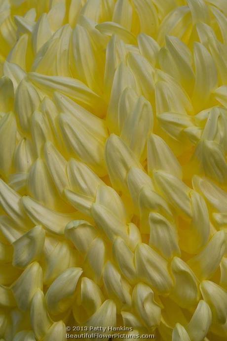 Some Incurve Chrysanthemums – Both Regular and Irregular King's Pleasure Irregular Incurve Chrysanthemum © 2013 Patty Hankins