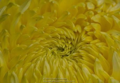 Some Incurve Chrysanthemums – Both Regular and Irregular Bola de Ora Irregular Incurve Chrysanthemum © 2013 Patty Hankins