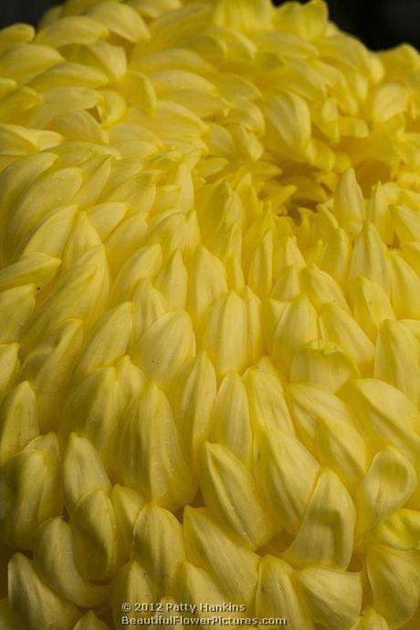 Some Incurve Chrysanthemums – Both Regular and Irregular Bola de Ora Irregular Incurve Chrysanthemum © 2012 Patty Hankins