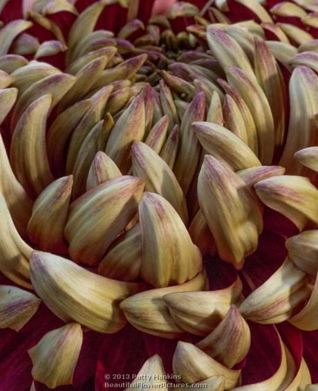 Crimson Tide Irregular Incurve Chrysanthemum © 2013 Patty Hankins
