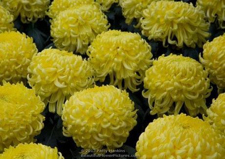 Some Incurve Chrysanthemums – Both Regular and Irregular Bola de Ora Irregular Incurve Chrysanthemum © 2013 Patty Hankins