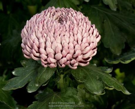 Some Incurve Chrysanthemums – Both Regular and Irregular Moira Regular Incurve Chrysanthemum © 2013 Patty Hankins