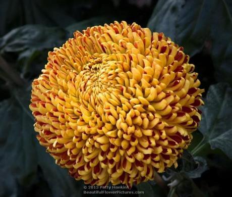 Some Incurve Chrysanthemums – Both Regular and Irregular Heather James Regular Incurve Chrysanthemum © 2013 Patty Hankins