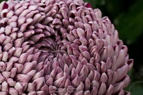 Some Incurve Chrysanthemums – Both Regular and Irregular Moira Regular Incurve Chrysanthemum © 2013 Patty Hankins