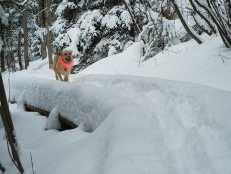 Reminiscing The Trail