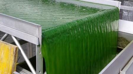 New Technology Transforms Wet Algal Biomass Into Biogas