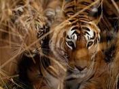 Cycling South Pole, Saving India’s Killer Tigers More