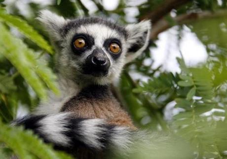 Lemurs On The Verge Of Extinction, Primate Is ‘Collateral Damage’ Of 2009 Political Crisis In Madagascar