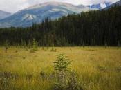 Natural Succession Turning Mountain Meadows into Forests?