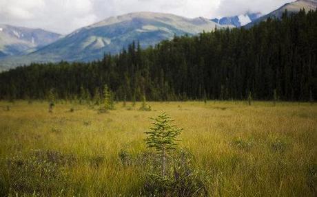 Is natural succession turning mountain meadows into forests?