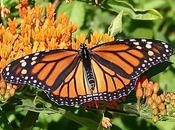 Monarch Butterflies Plummet, It’s Time Rethink Widespread Weed Killers