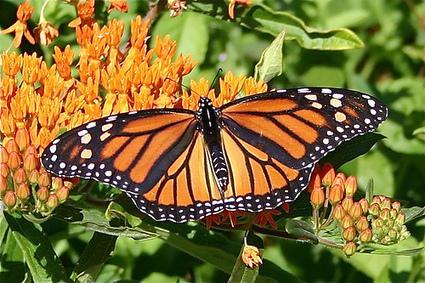 As monarch butterflies plummet, it’s time to rethink the widespread use of weed killers