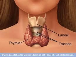 thyroid Thyroid During Pregnancy