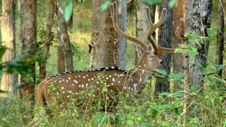 My Travel Diaries - Pench National Park