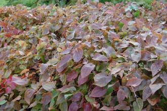 Epimedium x rubrum (02/02/2014, Kew Gardens, London)