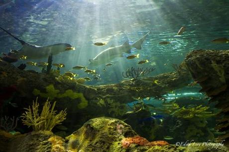 Toronto Aquarium, Ripley's Aquarium of Canada, Dangerous Lagoon, shark, fish, water, tank, coral, under water