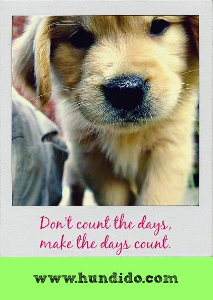 #WonderfulWednesday : Dog Inspiration