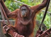 Saving Orangutans, Visitor Time Conservation