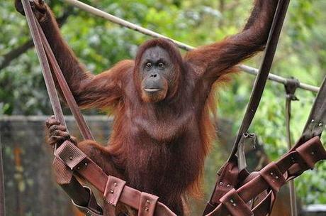 Saving Orangutans, One Zoo Visitor At A Time – Conservation