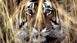 240749-india-conservation-animal-tiger-files