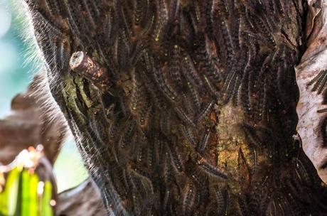 Caterpillar Swarm on a tree The World’s Top 10 Most Amazing Tree Swarms