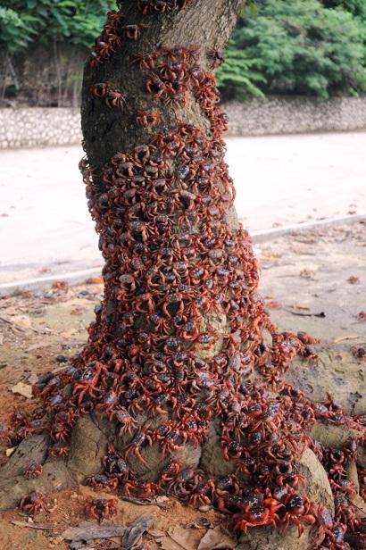 Crab Swarm on a tree The World’s Top 10 Most Amazing Tree Swarms