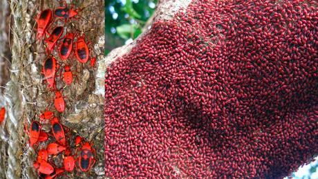 The World’s Top 10 Most Amazing Tree Swarms