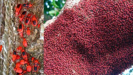 Firebug Swarm on a tree The World’s Top 10 Most Amazing Tree Swarms