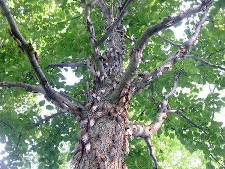 Cicadas Swarm on a tree The World’s Top 10 Most Amazing Tree Swarms