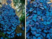 World’s Most Amazing Tree Swarms