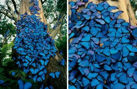 Butterfly Swarm on a tree The World’s Top 10 Most Amazing Tree Swarms