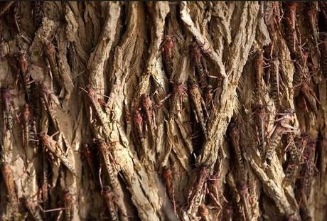 Locust Swarm on a tree The World’s Top 10 Most Amazing Tree Swarms