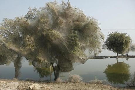 Spider Swarm on a tree The World’s Top 10 Most Amazing Tree Swarms