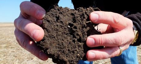 Healthy soil looks dark, crumbly, and porous, and is home to worms and other organisms