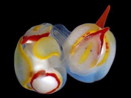 These Sea Slugs Penetrate Each Other In The Head During Sex