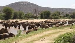 Encourage Construction of Wildlife Crossings