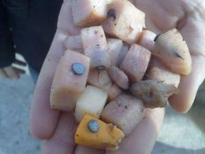 A picture of some bait that was found, this is cheese blocks with nails through them
