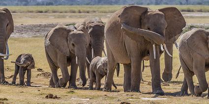 The Science Is In: Elephants Are Even Smarter Than We Realized [Video]