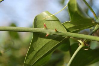 Smilax aspera Thorns (02/02/2014, Kew Gardens, London)