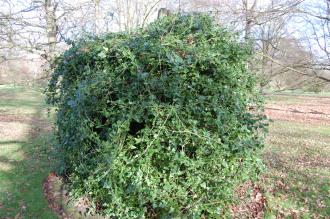 Smilax aspera (02/02/2014, Kew Gardens, London)