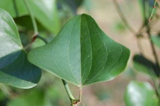 Smilax aspera Leaf (02/02/2014, Kew Gardens, London)