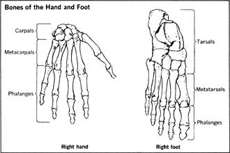 The big difference is that foot bones are called tarsals but hand bones are called carpals. 