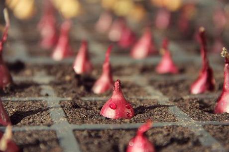 onion sets planted in module trays