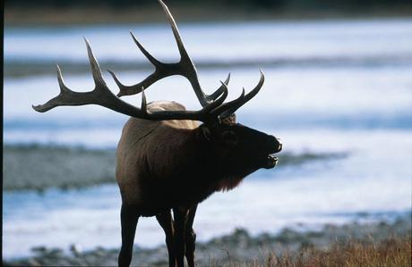 elk