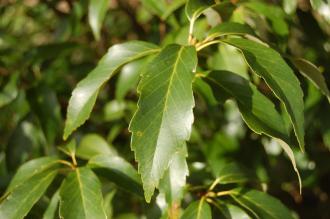 Quercus glauca Leaf (02/02/2104, Kew Gardens, London)